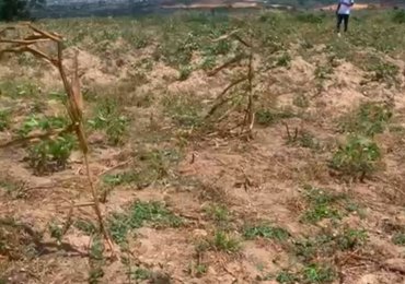 Buy an authentic land in central region close to Winneba 70*100